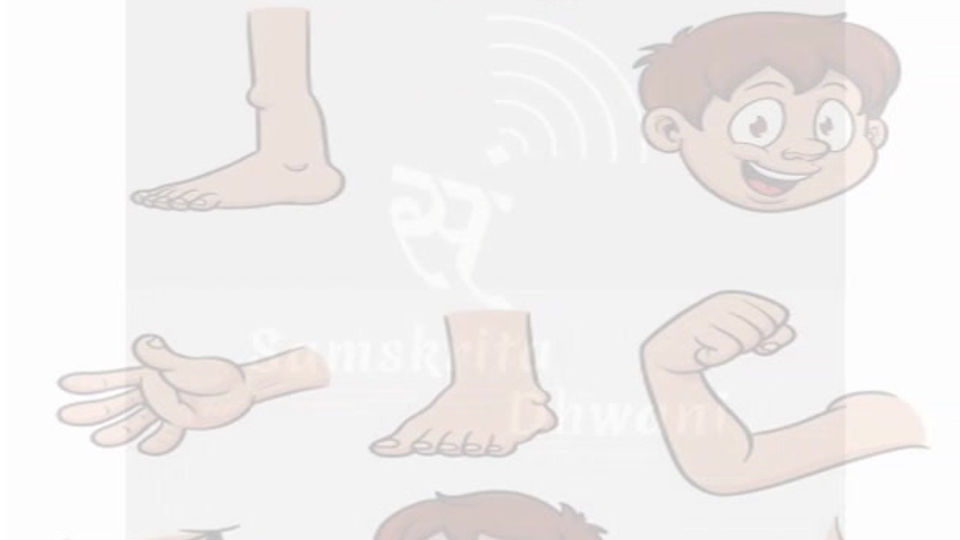 Body Parts 1